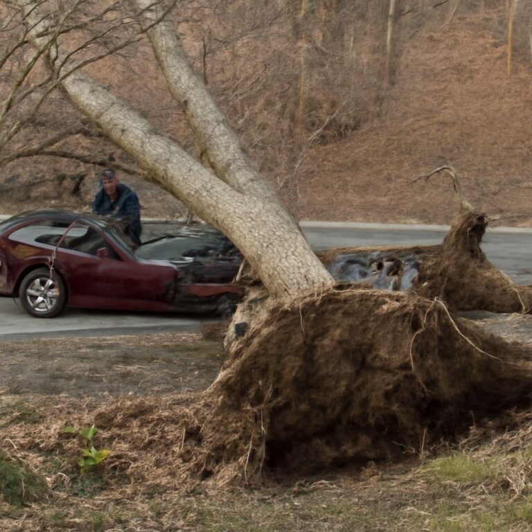 Tree Falls on Car: What to Do and How Suspension Damage Gets Assessed